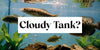 Why Is My Fish Tank Water Cloudy? A Clear Guide