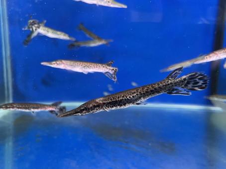 Rare Fish