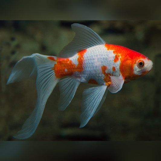 Goldfish – Fancy & Comet Varieties for Ponds & Tanks