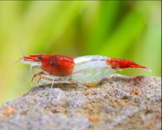 Freshwater Shrimp – Clean-Up Crew for Aquariums