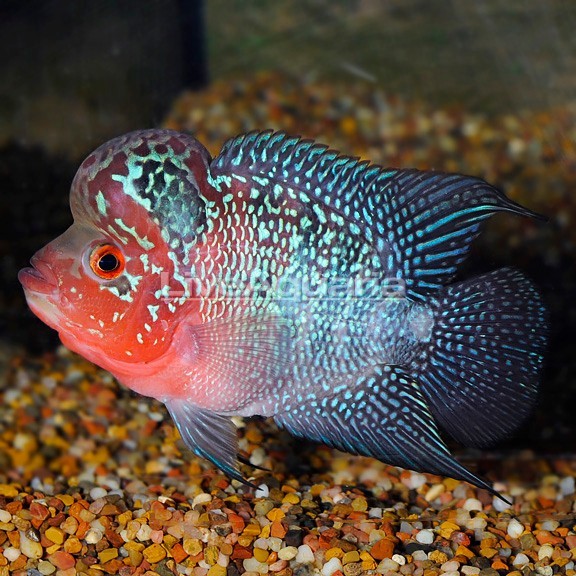 Cichlids
