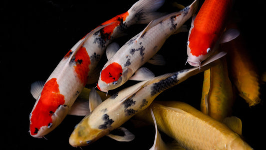 Koi – Premium Pond Fish in Stunning Colors