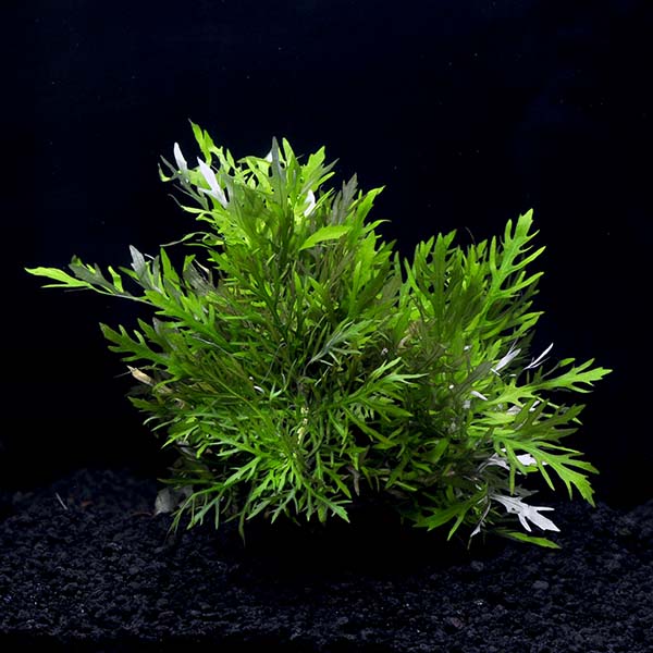 Freshwater Plants