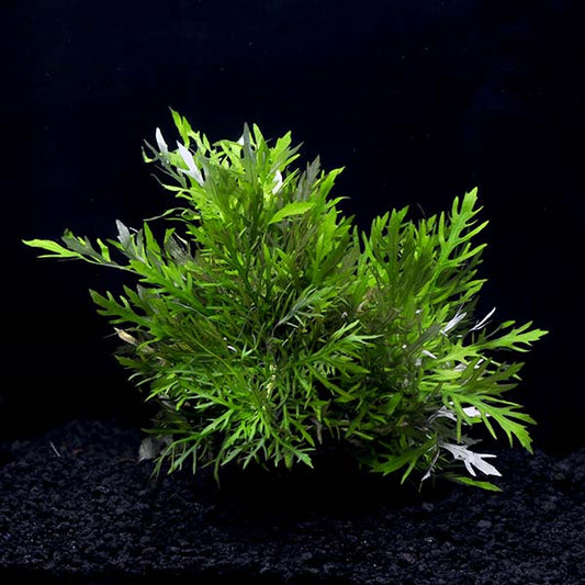 Freshwater Plants