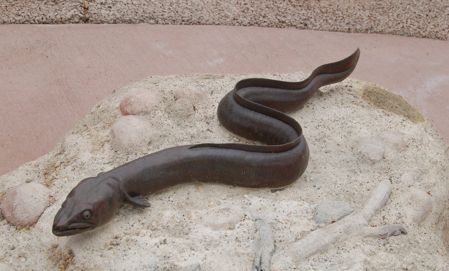 Freshwater Eels