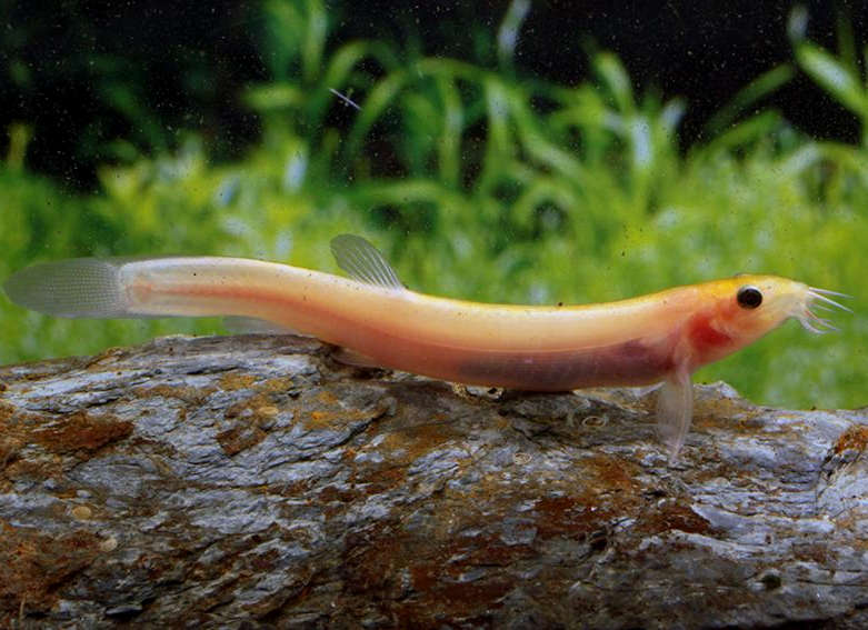 Loaches