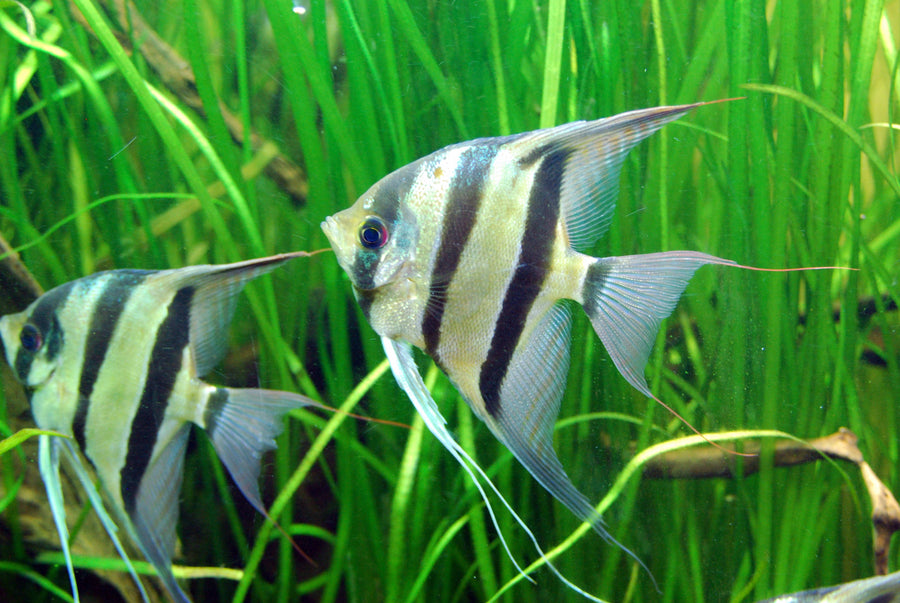 Angelfish