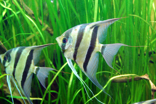 Angelfish – Graceful Tropical Cichlids