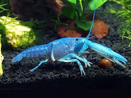 Aquarium Crustaceans – Shrimp & Crayfish for Freshwater Tanks