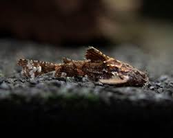 Catfish – Bottom-Dwelling Freshwater Fish