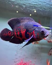 Oscar Fish – Intelligent & Colorful Cichlids