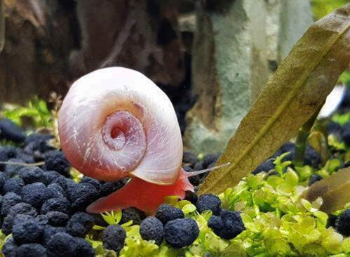 Aquarium Snails – Algae Eaters & Tank Cleaners