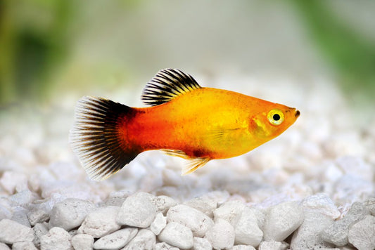 Platy Fish – Colorful & Peaceful Livebearers