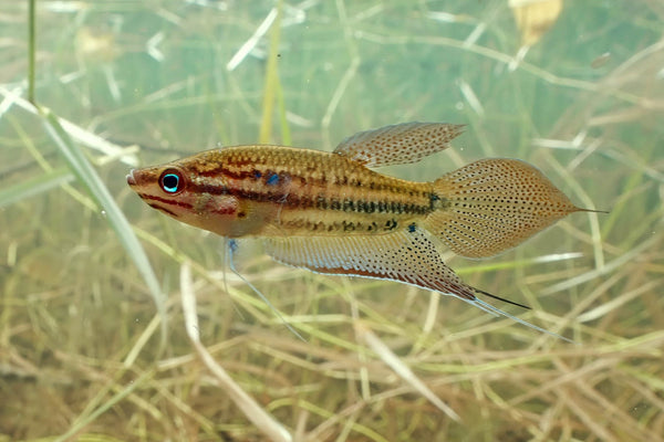 Croaking Gourami