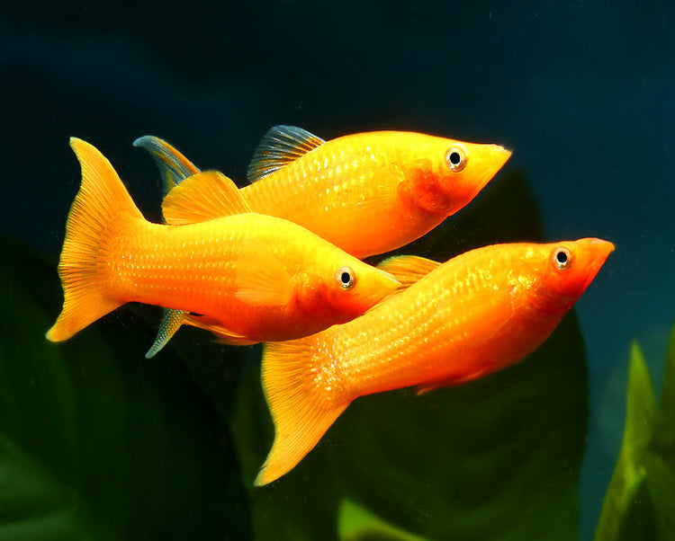 24-Karat Gold Dust Molly