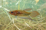 Croaking Gourami