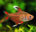 Candy Cane HY511 Tetra