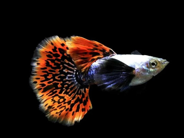 Red Varigated Dumbo Guppy Male