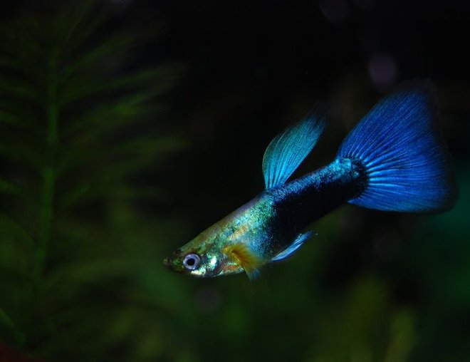 Blue Delta Guppy Male