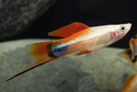 Red Crescent Swordtail