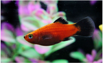 Red Platy