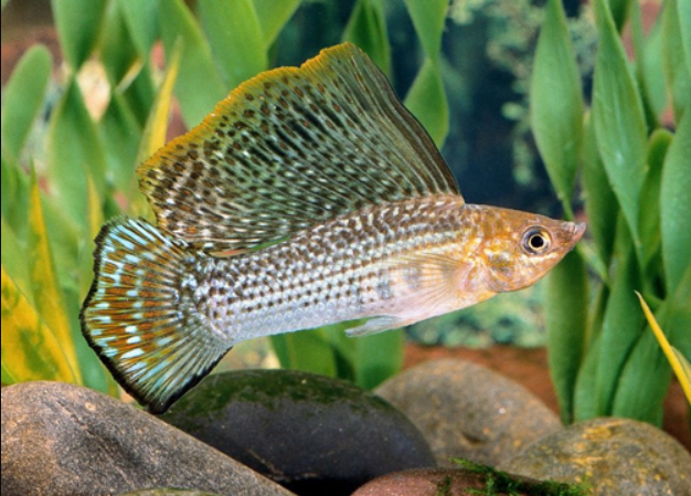 Neon Green Sailfin Molly