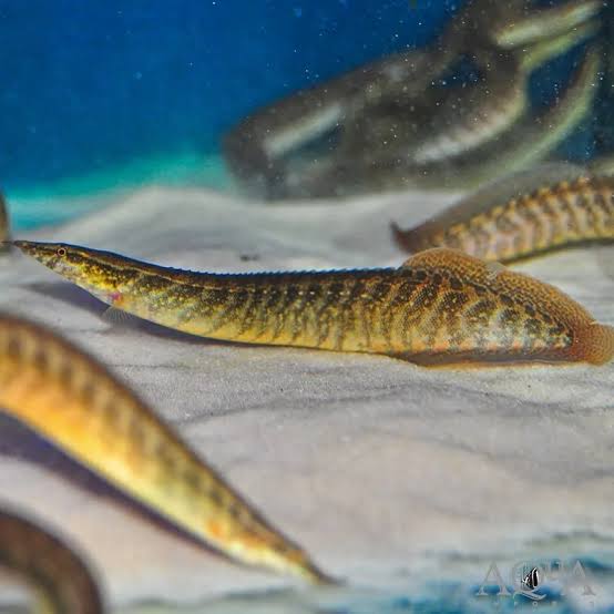 Zig Zag Eel
