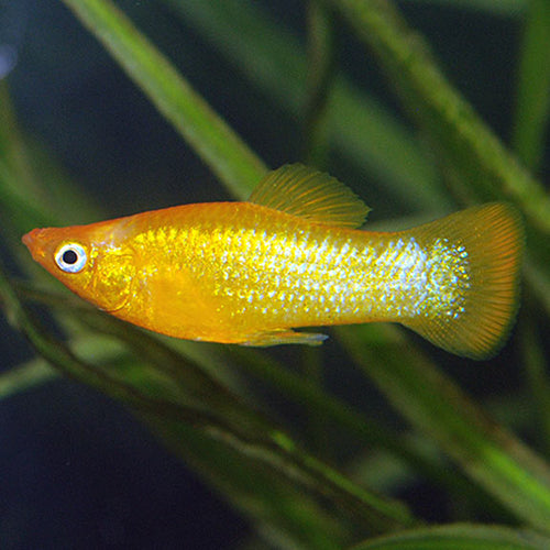 24-Karat Gold Dust Molly