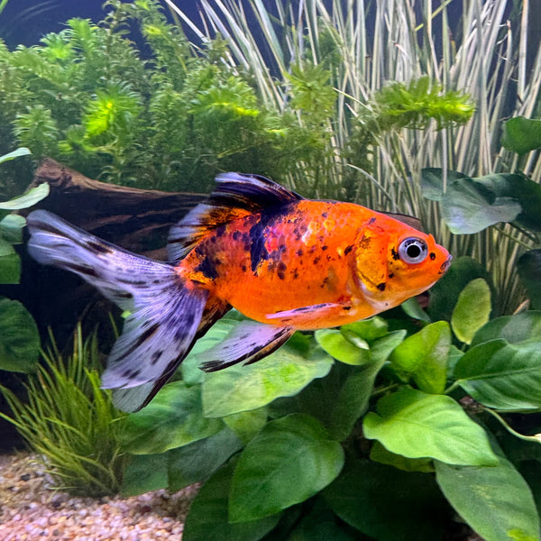 Calico Fantail Goldfish