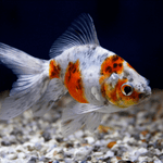Calico Shubunkin Goldfish