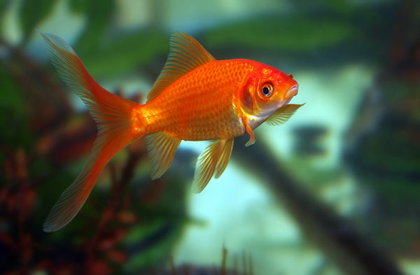 Pond Comet Goldfish