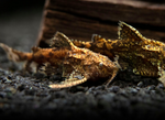 Stone Catfish