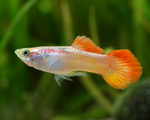 Red Blonde Guppy Male