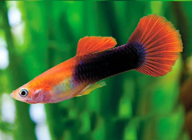 Red Tuxedo Guppy Male