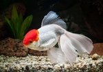 Red & White Oranda Goldfish