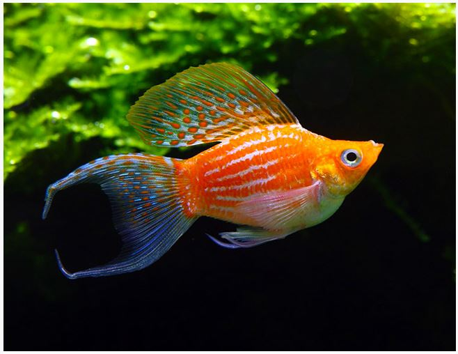 Neon Butterfly Lyretail Balloon Molly