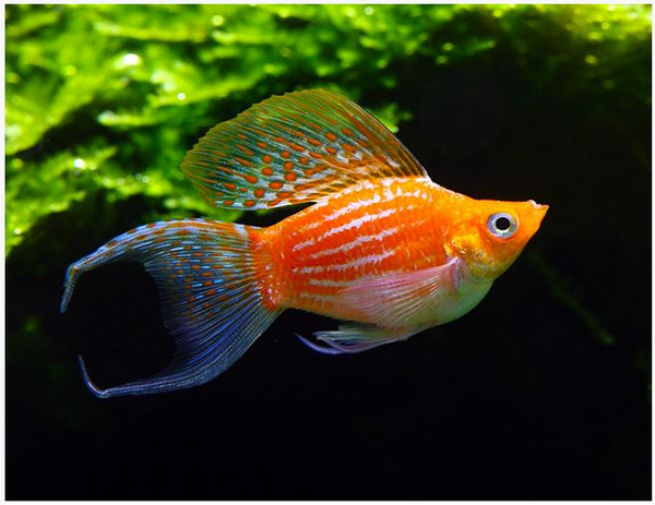 Neon Butterfly Balloon Molly