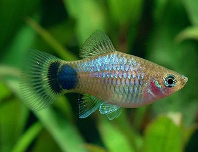 Blue Platy