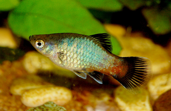 Blue Wag / Rainbow Wag Platy
