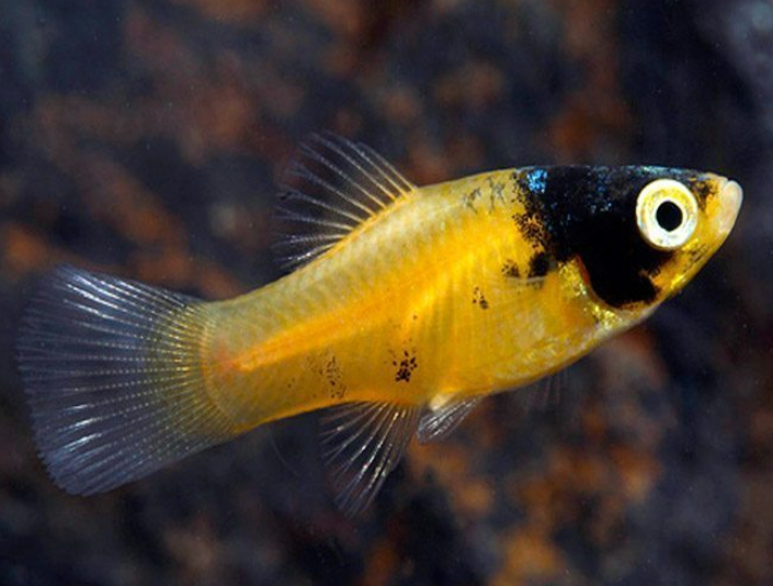 Bumblebee Platy