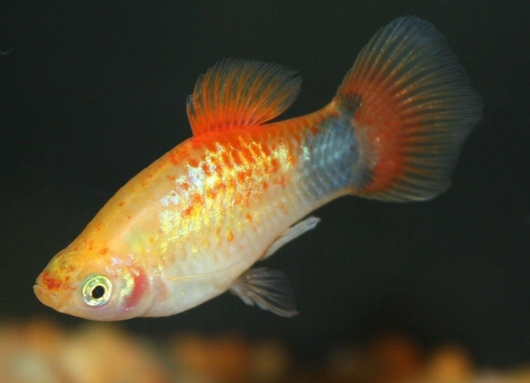 Gold Crescent Platy