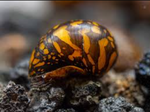 Batik Nerite Snail