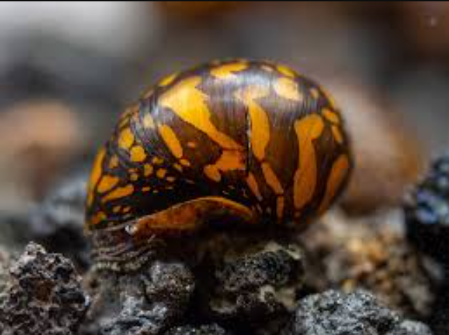 Batik Nerite Snail