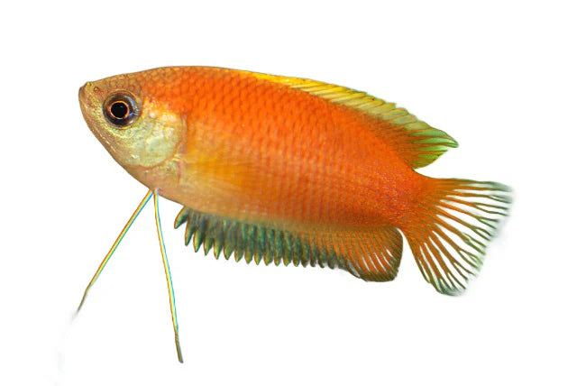 Red Gold Honey Gourami