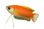 Red Gold Honey Gourami