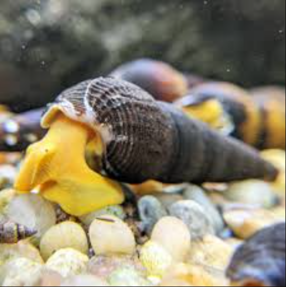 Yellow Rabbit Snail