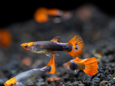 Koi Tuxedo Guppy Male