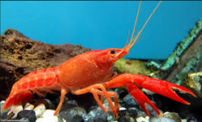 Tangerine Lobster