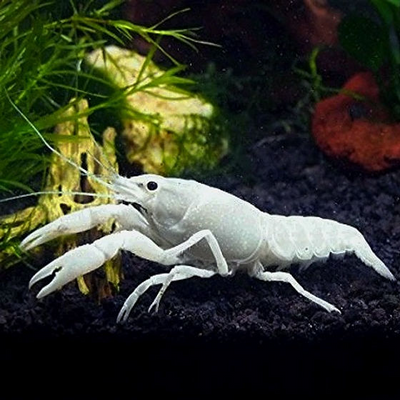 Snow White Lobster