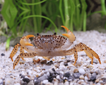 Panther Crab
